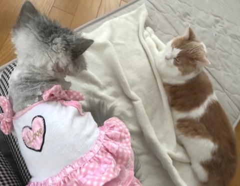 thumbnail_IMG_7085 (1)