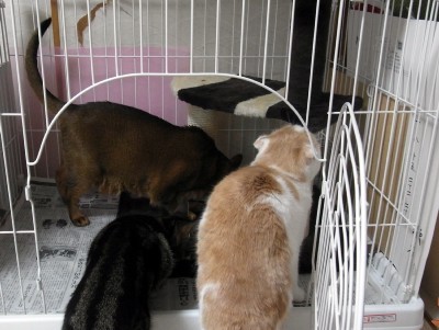 「猫だらけ」