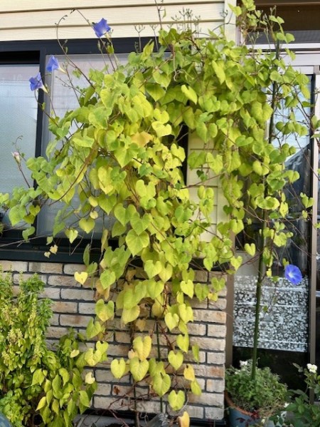 thumbnail_IMG_2944 (3)