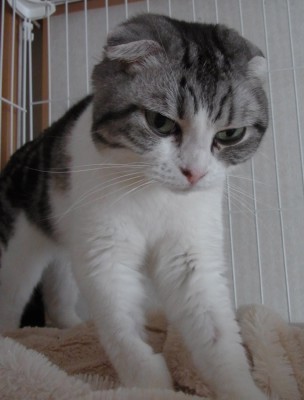 「猫だらけ」