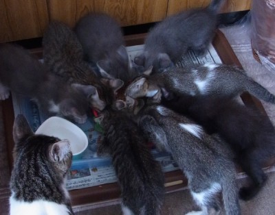 「猫だらけ」
