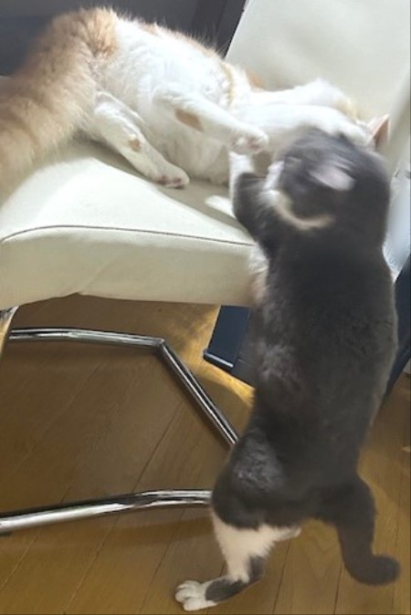 thumbnail_IMG_3768 (1)