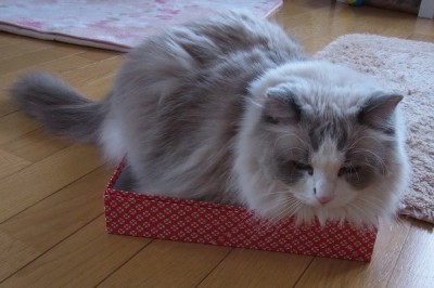 「猫だらけ」