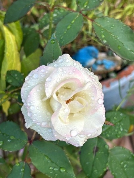 thumbnail_IMG_7103 (1)