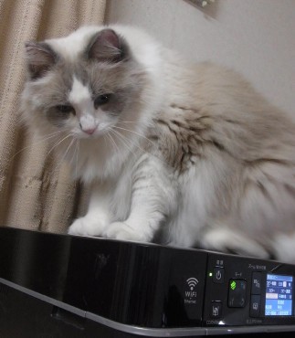 「猫だらけ」