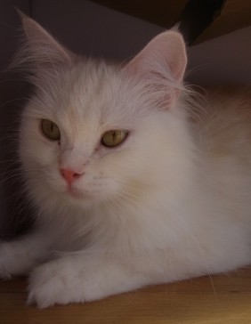 「猫だらけ」