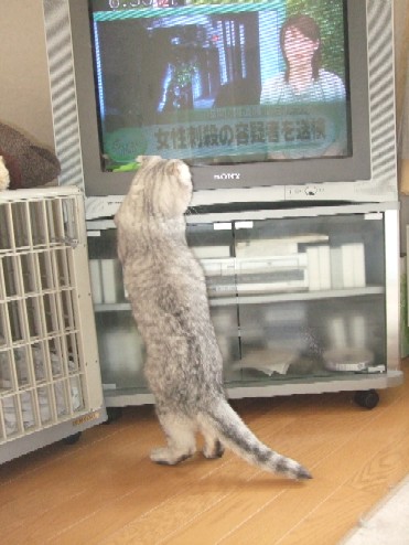 2008_0418猫写真0031
