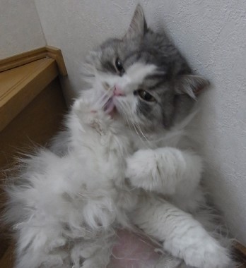 「猫だらけ」