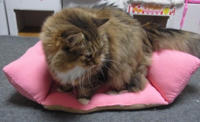 「猫だらけ」