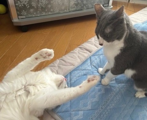 thumbnail_IMG_4886 (3)