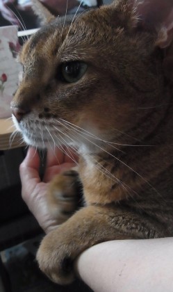 「猫だらけ」