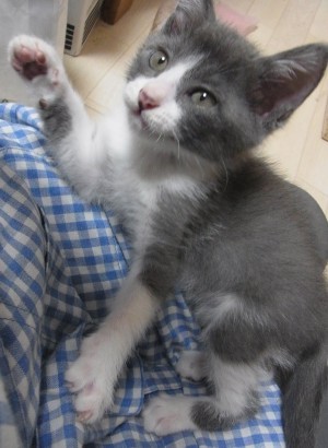 「猫だらけ」