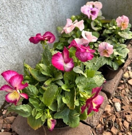 thumbnail_IMG_7899 (2)