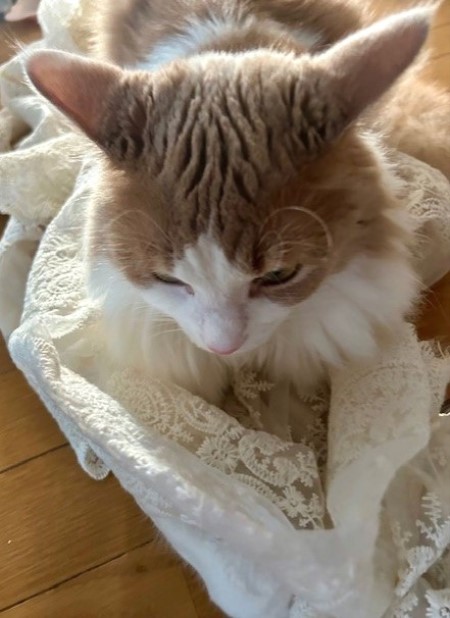 thumbnail_IMG_6144_1