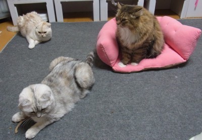 「猫だらけ」