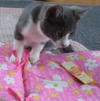「猫だらけ」