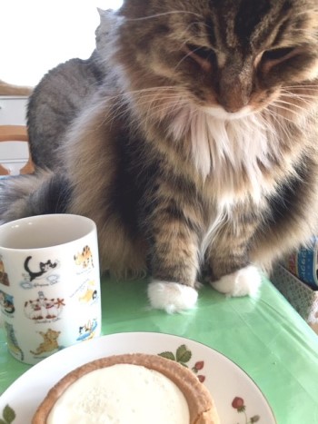 つみきとケーキ