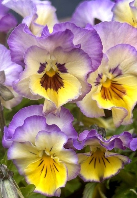 thumbnail_IMG_4453 (1)