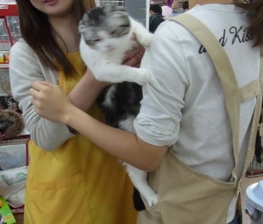 「猫だらけ」
