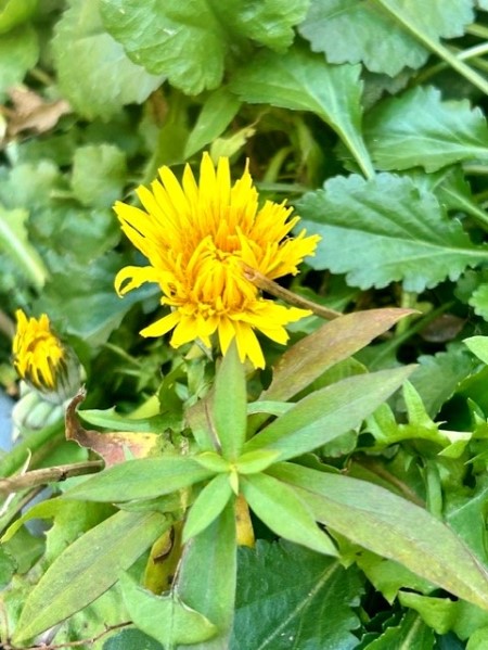 thumbnail_IMG_8486 (3)