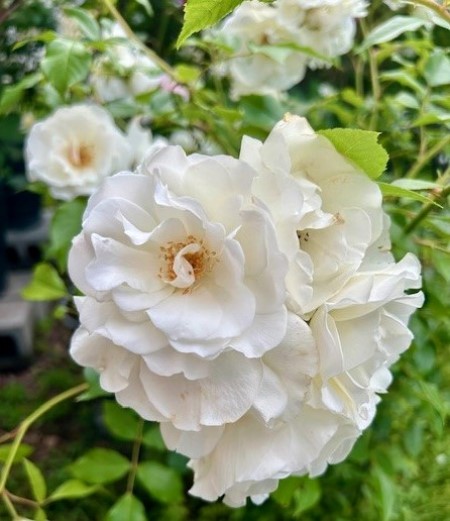 thumbnail_IMG_8336 (1)