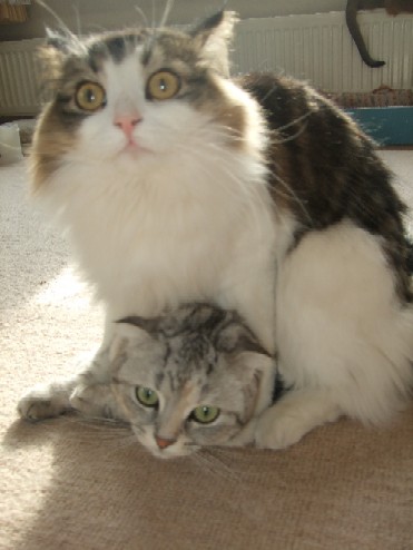 2008_0123猫写真0015