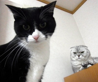 「猫だらけ」