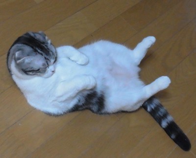 「猫だらけ」