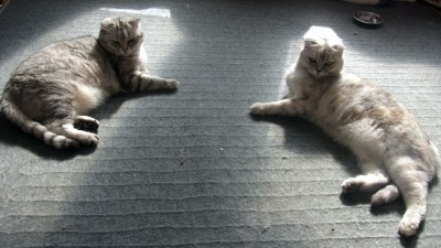 「猫だらけ」