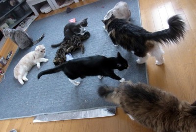 「猫だらけ」