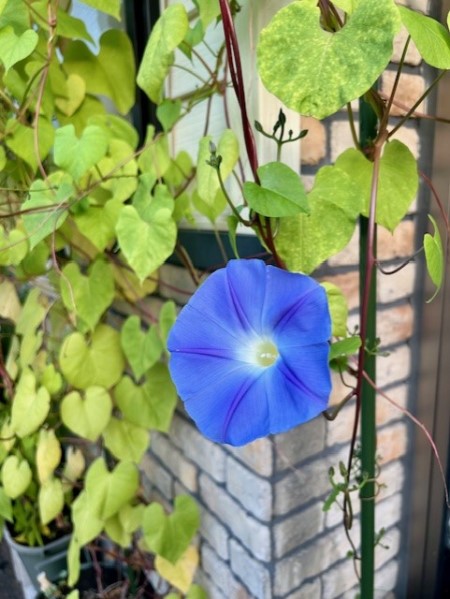 thumbnail_IMG_2942 (2)