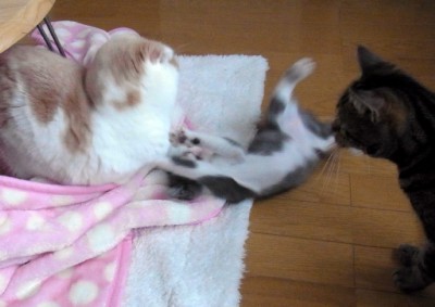 「猫だらけ」