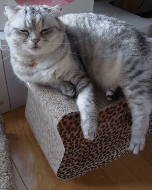 「猫だらけ」