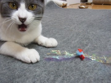 「猫だらけ」