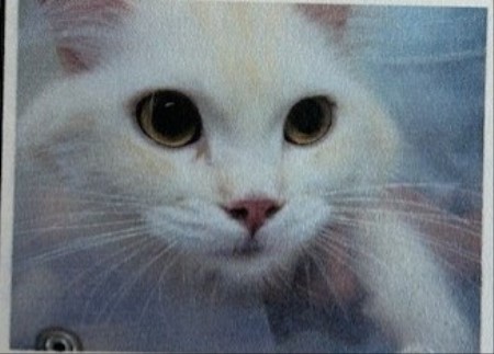 thumbnail_IMG_6355 (1)