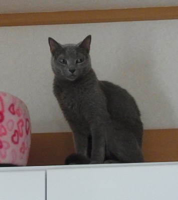 「猫だらけ」