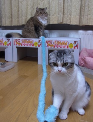 「猫だらけ」