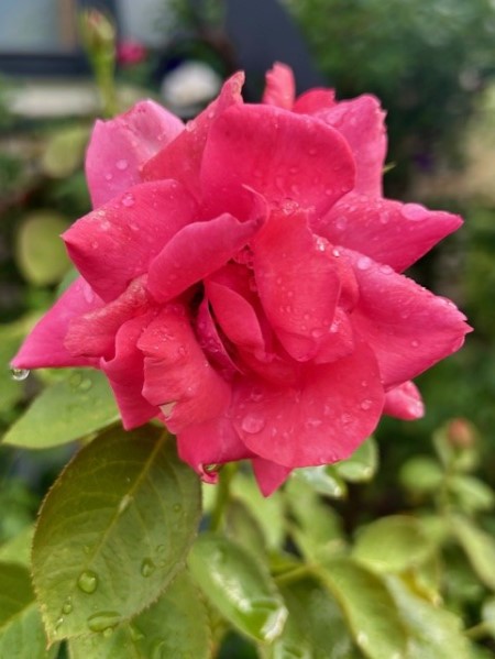 thumbnail_IMG_0591 (1)