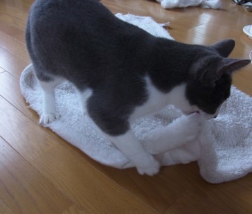 「猫だらけ」