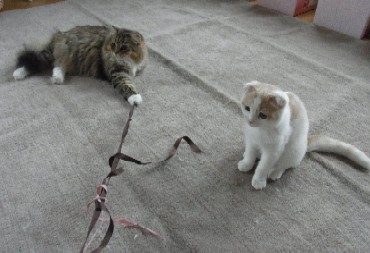 「猫だらけ」