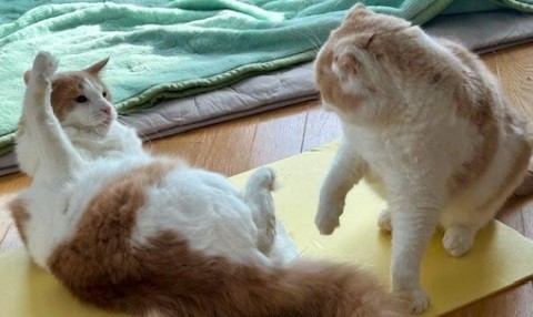 thumbnail_IMG_0409 (1)