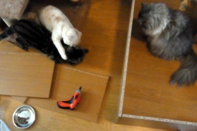 「猫だらけ」