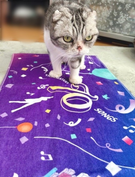 郷ひろみさんの武道館ライブのグッズとお友達からのお土産 : 猫だらけ