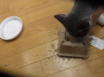 「猫だらけ」