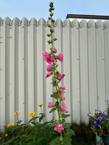 thumbnail_IMG_8971 (1)