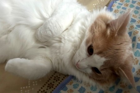 thumbnail_IMG_3244 (1)