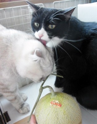 「猫だらけ」