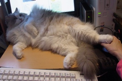 「猫だらけ」