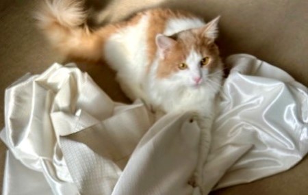 thumbnail_IMG_4396 (1)