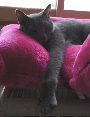 「猫だらけ」
